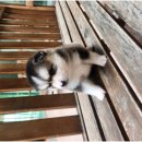 바른 애견 이미지