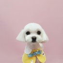 복실강아지 이미지