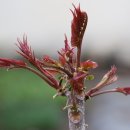 참중나무 이미지