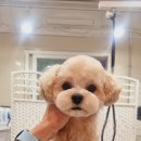 이쁘개왈왈 이미지