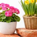 초보식물 집사들을 위한 홈가드닝 이미지