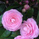 세종여관 이미지