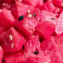 우리집 강아지 이미지