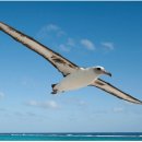 알바트로스 이미지