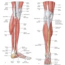 족저굴(ankle plantar flexion 45도, 비복근과 가자미근, s1~s2), 발목 외번(eversion)에 대하여 이미지