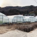 박소현미나리 이미지