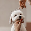 애견미용사 3급 자격증 과정 1 이미지