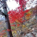 ♧백두산악회♧10월 18일 ○설악산 ○무박○ 단풍피크 산행 안내입니다ㆍ17일 토요일 오후10시 정각 운동장 정문앞에서 출발합니 이미지