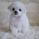 부산강아지분양 하이퍼피 이미지