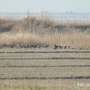 두루미네 이미지