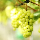 샤인민박 이미지