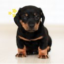 카카오펫 이미지