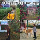 아름다운자동차 | 제주 아이와 겨울 여행지 추천｜제주 세계자동차박물관 사슴체험과 동백꽃 후기