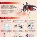 [재미있는 과학] 유전자 조작으로 피 빨아먹는 암컷 모기 줄여요 이미지