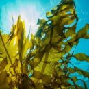 바이오트리 이미지