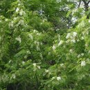 대한항공정우회 이미지