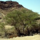 로뎀나무 이미지