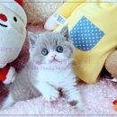 미앤유펫 강아지 고양이 원주점 | 원주강아지분양, 믿고 맡길 수 있는 반려견 선택의 첫걸음