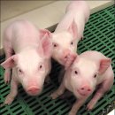 돼지삼형제 이미지