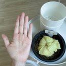 예진꽃화원 | 심폴 예진식물원 기간모테, 티나(벌레잡이제비꽃) 쇼핑후기