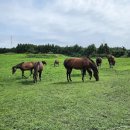 성지목장 이미지