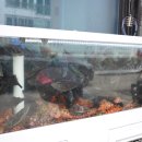 아침바다식당 이미지