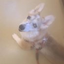 24시 잠실온 동물병원 이미지