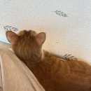 인투캣츠 | [태백 카페] 인투캣츠 / 힐링 고양이 카페 태백 유기묘 카페