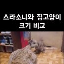 스라소니 덩치 체감 ㄷㄷ.gif 이미지