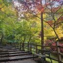 보문산공원로 | 대전 보문산 등산코스 시루봉까지 왕복 1시간30분