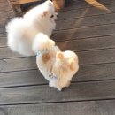 카이터스