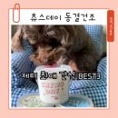 3 | 츄스데이 동결건조 간식 제티 최애픽 BEST3 후기
