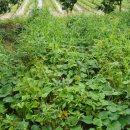 기승농장 이미지