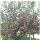 하늘빛농원 이미지