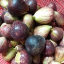 무화과민박 이미지