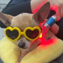 윤은채 재활 한방 동물병원 이미지