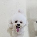 퍼피짱 대도점 | 은은한 샴푸 향과 햇살빛, 포항애견미용 퍼피짱 대도점