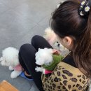 혼자두면 장판뜯어서 차린 개카페 이미지