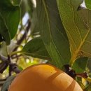 지에스(GS)25횡계점 이미지