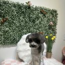 강아지미용실 이미지