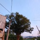 신월마을 이미지