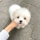 글로리 폭스 꼬똥 이미지