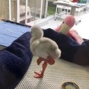 플라밍고 이미지