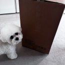 능  실 | 조지루시 가습기 THA60K 실구매 후기