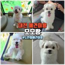 대전서구석류판매점 | 대전 애견미용 도안동 모모랑, 말티즈 위생+목욕+얼굴컷 후기