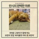 카페 바이올렛 | [한솔동 카페] 고양이가 있는 브런치 카페 '바이올렛 커피 앤 브런치' 솔직 후기