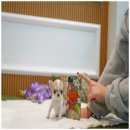 댕댕이 애견샵 이미지