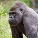 고릴라 이미지