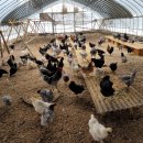 계두농장 이미지