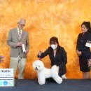 올웨이즈 반려견 미용실 이미지